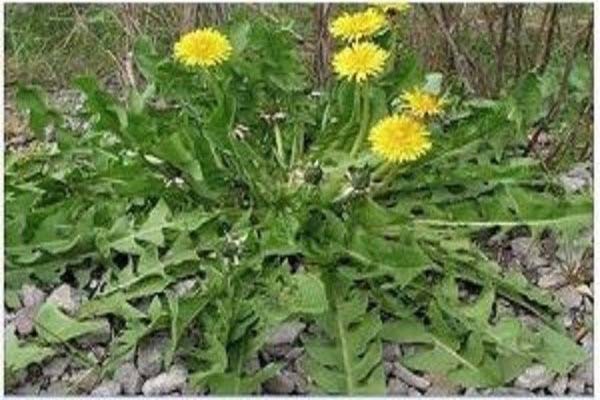 أسماء نبات الهندباء Dandelion