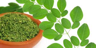 فوائد عامة لنبات المورينجا Moringa