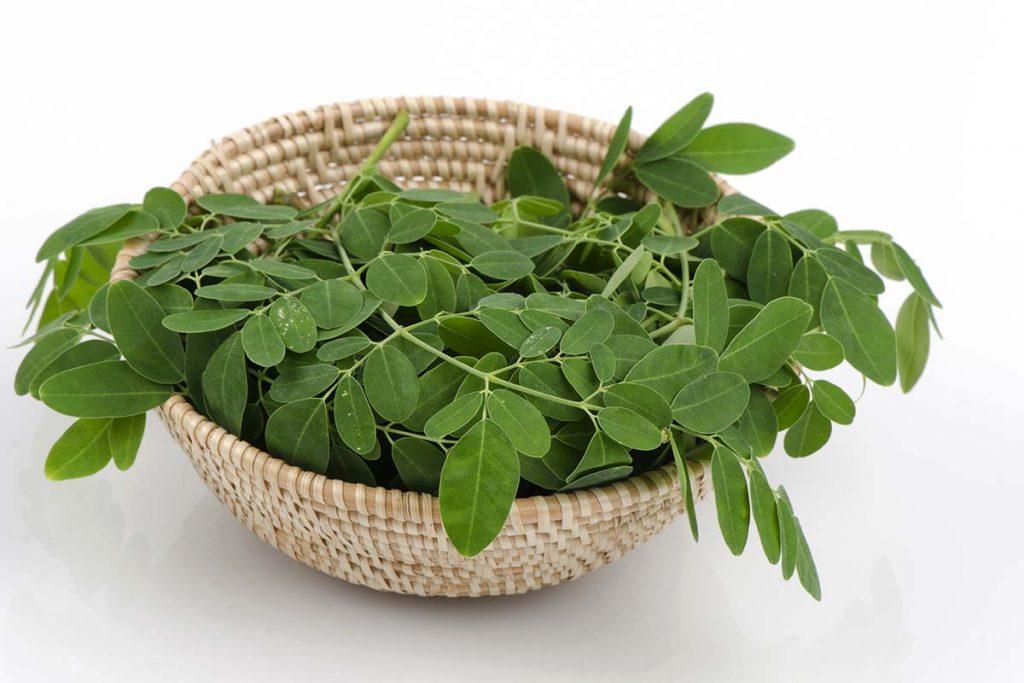 فوائد المورينجا Moringa للشعر و البشرة و الجسم مع التعرف علي أضرار إستخدام المورينجا