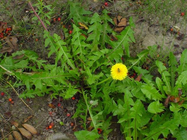 فوائد الهندباء Dandelion