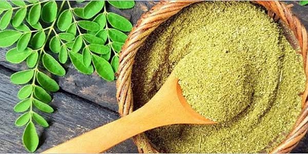 أضرار المورينجا Moringa