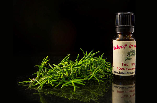 فوائد زيت شجرة الشاي Tea Tree Oil لصحة الجسم مع أضراره وموانع أستعماله