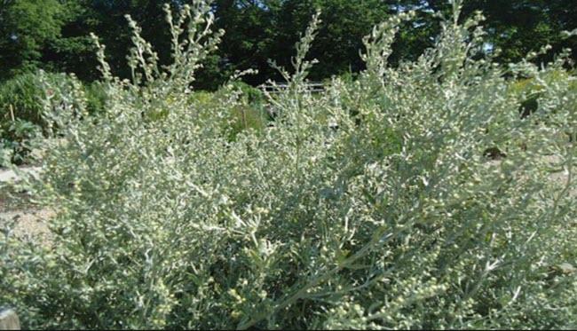 فوائد عشبة الشيح Artemisia وأضرارها
