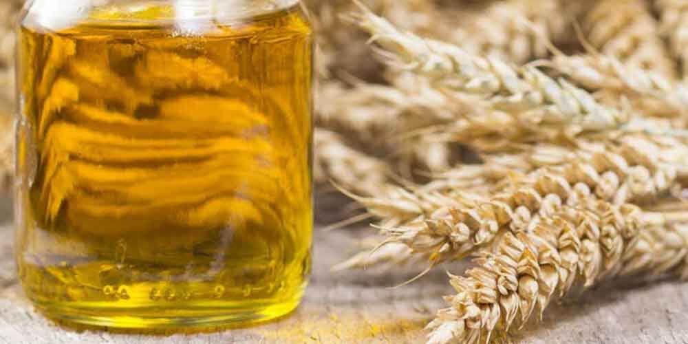 فوائد زيت جنين القمح لصحة الجسم مع أضراره Wheat germ oil