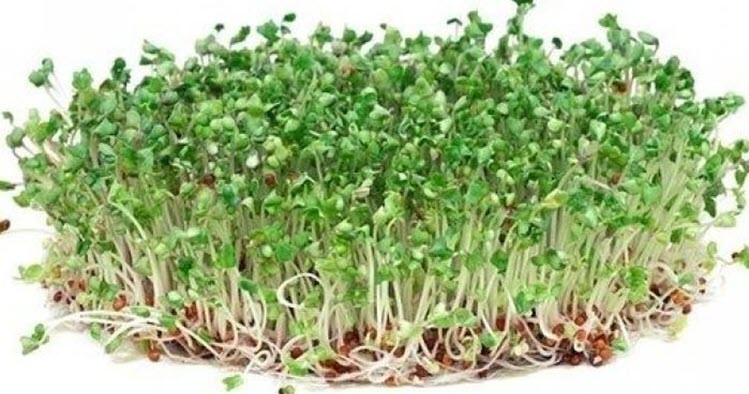 فوائد وأضرار براعم البروكلي Broccoli Sprouts مع طريقة الإستخدام