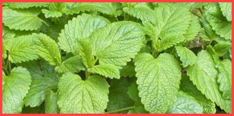 فوائد وأضرار عشبة المليسة Lemon balm مع طريقة الإستخدام