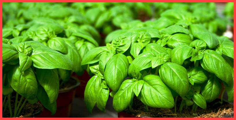 فوائد وأضرار عشبة الريحان Basil أو الحبق مع طريقة الإستعمال