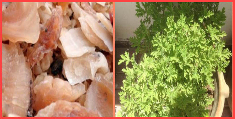 فوائد وأضرار عشبة الكثيرة Tragacanth مع طريقة الإستخدام