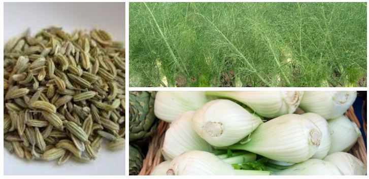 فوائد وأضرار نبات الشمر Fennel مع طريقة الإستخدام