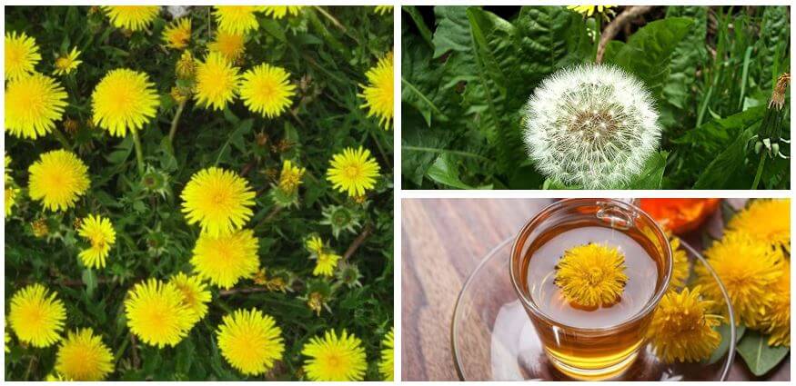 فوائد وأضرار عشبة طرخشقون أو الهندباء البرية Taraxacum مع طريقة الإستعمال