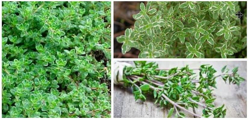 فوائد وأضرار نبات الزعتر Thyme مع طريقة الإستخدام