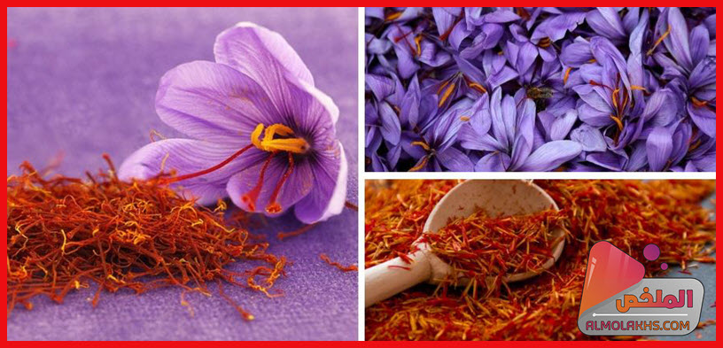 فوائد وأضرار الزعفران Saffron مع طريقة الإستعمال