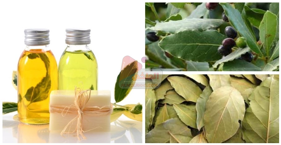 فوائد وأضرار زيت الغار Laurel oil مع طريقة الإستعمال