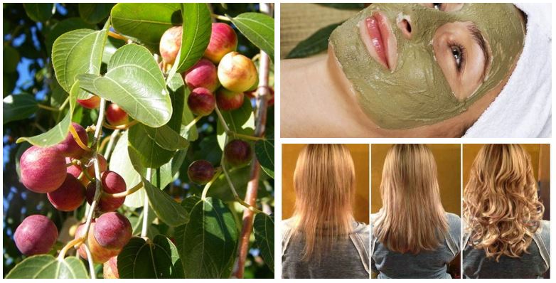وصفات نبات السدر أو النبق في الأغراض التجميلية مع طريقة الاستخدام للشعر والبشرة