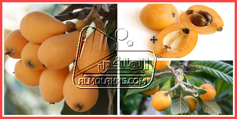 فوائد وأضرار شجرة فاكهة الاسكدنيا مع طريقة الإستعمال في الاغراض المختلفة التجميلية والصحية