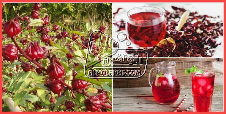 أضرار الكركديه البارد والساخن علي جسم الانسان