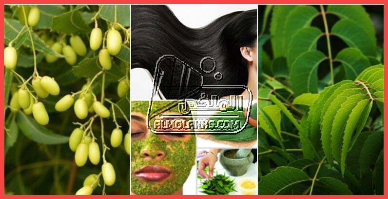 فوائد عشبة النيم مع طريقة استعمالها في العناية بالبشرة والشعر والجسم